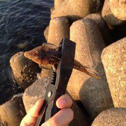 淡輪外向きテトラで小物釣り〜キス・ガッチョ