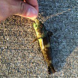 尾崎漁港ガシリング　岸ぞいを攻めガシラ・タケノコメバル・ハゼ