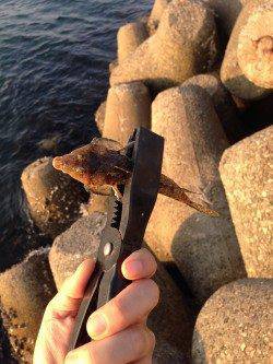 淡輪外向きテトラで小物釣り〜キス・ガッチョ