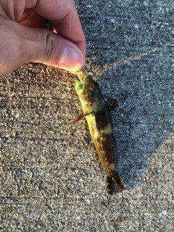 尾崎漁港ガシリング　岸ぞいを攻めガシラ・タケノコメバル・ハゼ