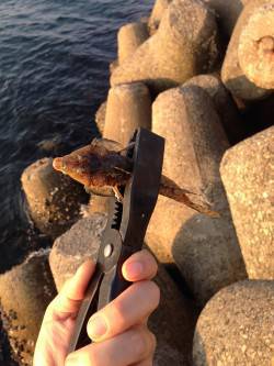 淡輪外向きテトラで小物釣り〜キス・ガッチョ…