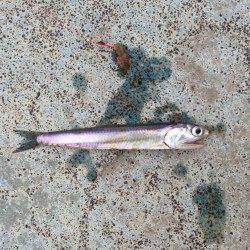 ワインドでタチウオは捕獲ならず、ちょい投げでイワシと良型メバル