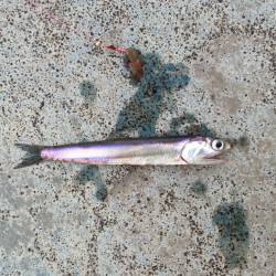 ワインドでタチウオは捕獲ならず、ちょい投げでイワシと良型メバル