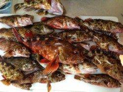 磯ノ浦で久々のデイガシリング！