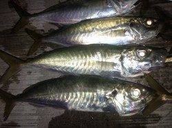 神戸空港夕マヅメに浮きサビキでアジ好調〜タナは3ヒロ前後です