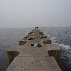 タコが渋くサビキをしました〜南蛮漬けにピッタリの豆アジ