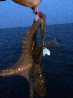 須磨海づり公園でライトジギング〜夕まづめにタチウオの時合で連続ヒット