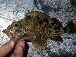 ポーアイ北公園で波止の際を探り歩いてガシラ&アナゴ