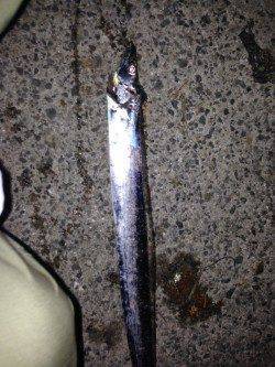 アジュール舞子シーズン終盤の大サバ狙い、タチウオもヒットしました