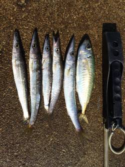 朝マズメにジグでカマス狙い、時合終了後にア…