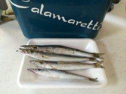 朝マズメ5時よりマリーナシティ内をランガン〜カマス・ガシラ