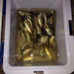 岸和田サビキでアジ多数、ルアーでシーバス狙いは・・・