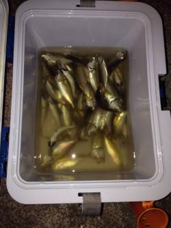 岸和田サビキでアジ多数、ルアーでシーバス狙…