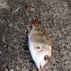 夕マズメの日置川河口でキス・チャリコ