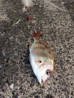 夕マズメの日置川河口でキス・チャリコ