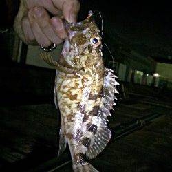 ライトタックル＋チャリランガン＝シーバス&ガシラの釣果