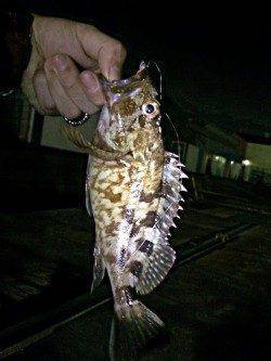 ライトタックル＋チャリランガン＝シーバス&ガシラの釣果