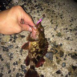 江井ヶ島でメバリング〜表層中層反応なくボトムでガシラの釣果