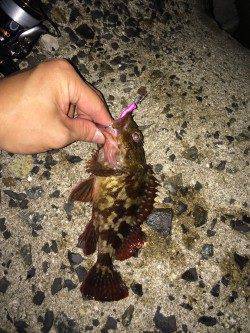 江井ヶ島でメバリング〜表層中層反応なくボトムでガシラの釣果