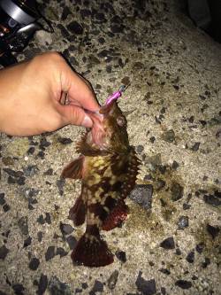 江井ヶ島でメバリング〜表層中層反応なくボト…