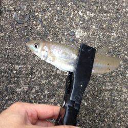 キス狙いで久々に日置川河口へ〜2時間で5匹