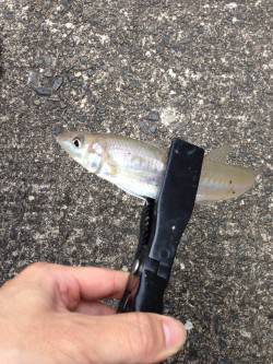 キス狙いで久々に日置川河口へ〜2時間で5匹…