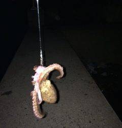 大阪南港周辺へ今年初タコの様子を見に行ってきました♪