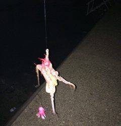 大阪南港周辺タコジグでタコ良く釣れました♪