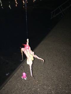 大阪南港周辺タコジグでタコ良く釣れました♪
