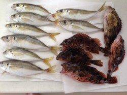 須原漁港内アジング、ボトムでGET！　磯場のガシリングでは数釣り♪