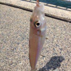 獅子で投げ釣り〜キス19匹の釣果