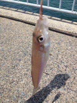 獅子で投げ釣り〜キス19匹の釣果