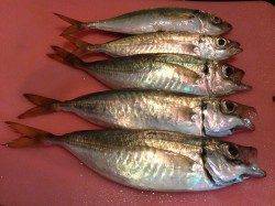 神戸空港浮きサビキで良型アジ〜遠投しタナ合っていれば浮きが沈みます