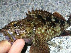 南芦屋浜0.6号フロロでガシリング〜抜きあげるまでドキドキ