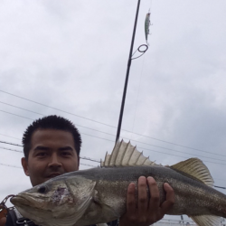 石津川にてシーバスのボイル〜72cm!!