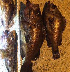 鳥取ノ荘にてフロートリグでメバル、ボトムでガシラも