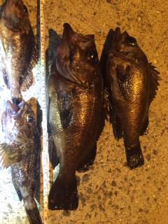 鳥取ノ荘にてフロートリグでメバル、ボトムで…