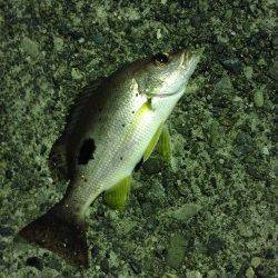 キス狙いで久々に日置川河口へ〜2時間で5匹