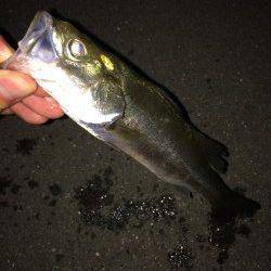 貝塚でシーバス！ バラし、アタック20回ほどありました