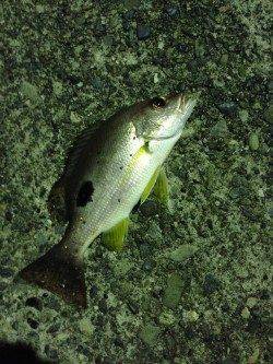 キス狙いで久々に日置川河口へ〜2時間で5匹