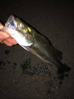 貝塚でシーバス！ バラし、アタック20回ほどありました