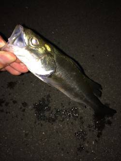 貝塚でシーバス！ バラし、アタック20回ほ…