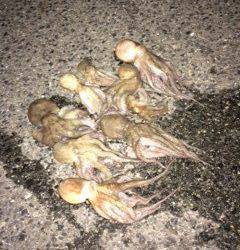 大阪南港周辺へ今年初タコの様子を見に行ってきました♪