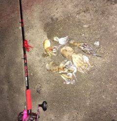 大阪南港周辺タコジグでタコ良く釣れました♪