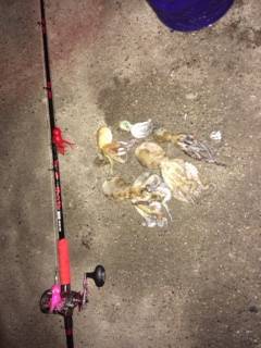 大阪南港周辺タコジグでタコ良く釣れました♪…