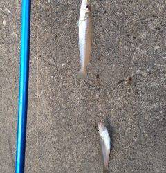 朝の時合いにキス7匹ゲット〜日置川で初の2連掛けも達成♪