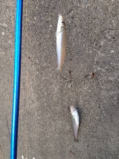 朝の時合いにキス7匹ゲット〜日置川で初の2…