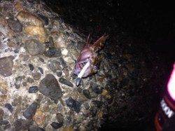 鳥取ノ荘にてフロートリグでメバル、ボトムでガシラも