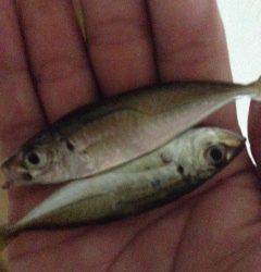 尾崎漁港にてサビキ釣り〜小アジ入れ食いでした