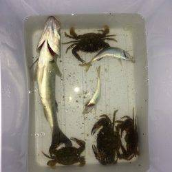 貝塚でシーバス！ バラし、アタック20回ほどありました